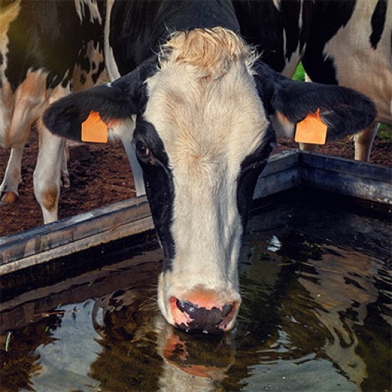 A cow drinking water