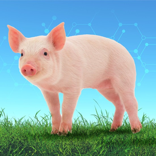 Piglet Adiacid
