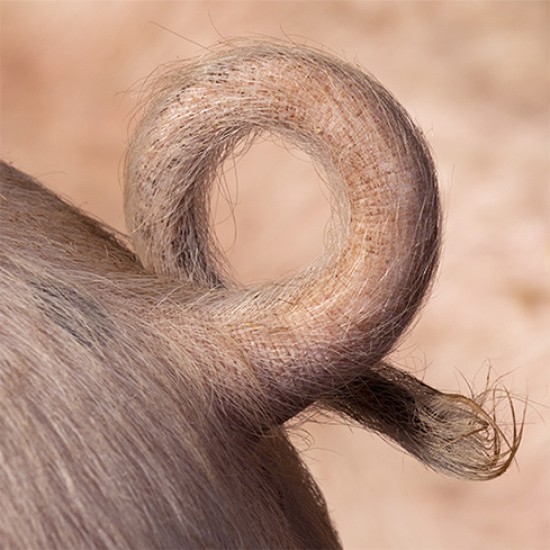 Queue de cochon