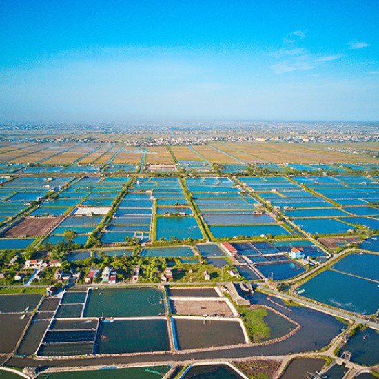 Améliorer les performances en aquaculture