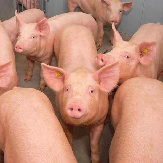 Porcs charcutiers dans un bâtiment d'élevage