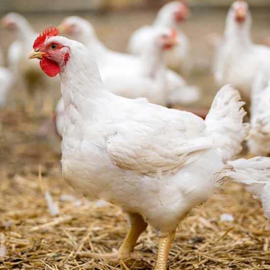 Poulet de chair en élevage